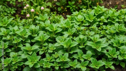 Wallpaper Mural Vector seamless grass border perfect for summer designs, seamless, realistic Torontodigital.ca