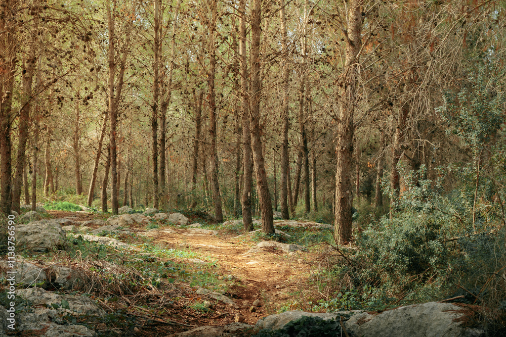A beautiful forest with coniferous trees A beautiful forest with coniferous trees