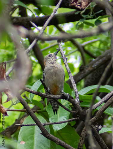 bird on a branch