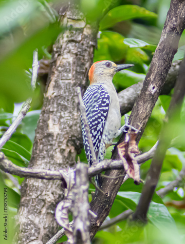 red headed woodpecker