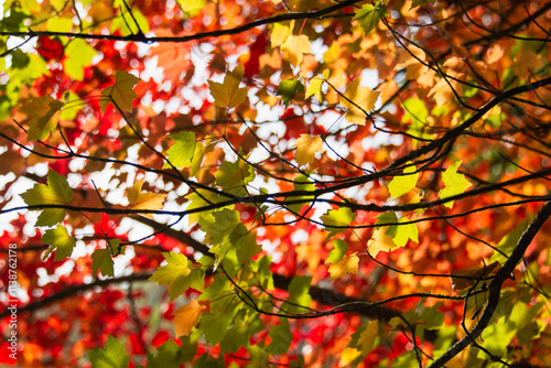  feuilles d'automne colorées rouge  