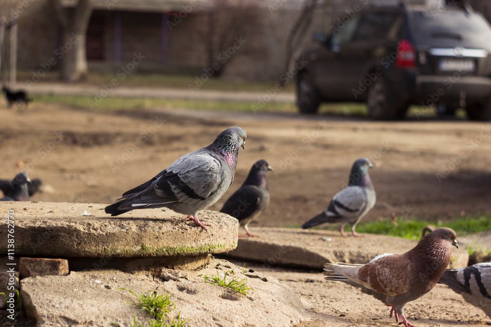 Obraz premium Lots of pigeons walking on the pavement in the city among the houses and cars. Birds background