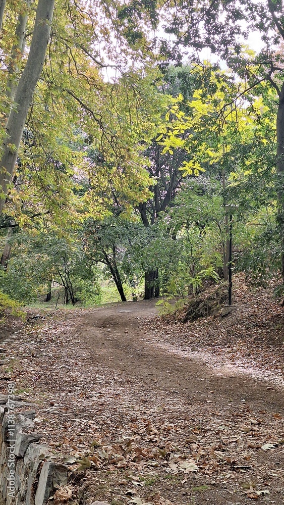 Fototapeta premium View of a dirt Path in the garden