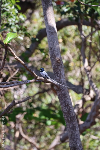 oiseau de paradis sur l'ile de mayotte