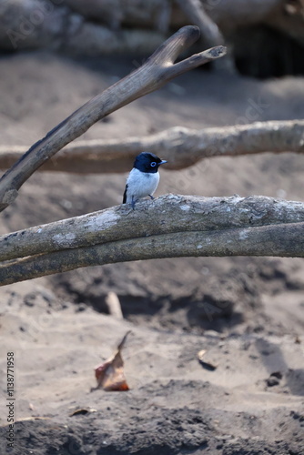oiseau de paradis sur l'ile de mayotte