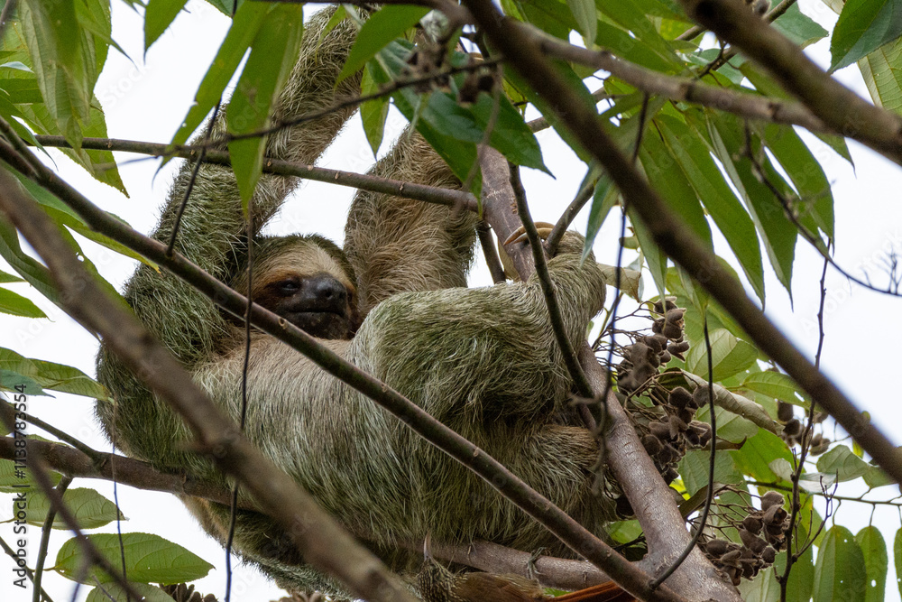 Naklejka premium close-up of a brown throathed sloth hanging in a tree