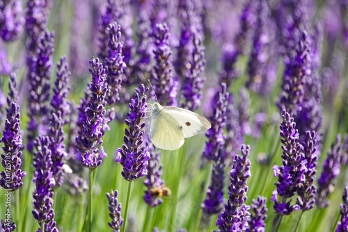 Un papillon blanc et noir piéride butine des fleurs de lavande photo