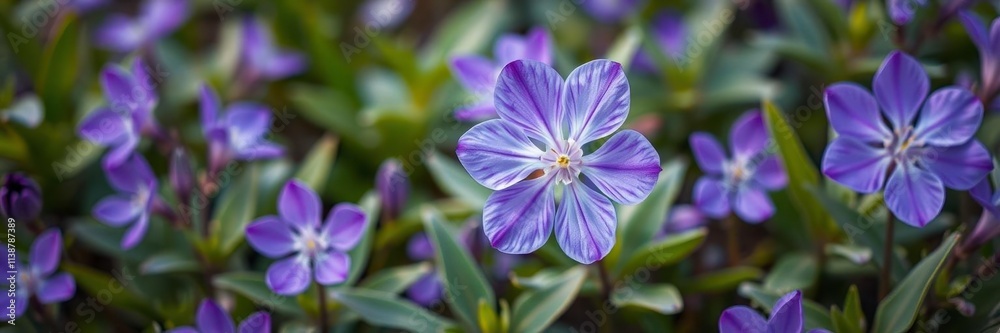 Vibrant purple flower petals and delicate green leaves in a serene garden setting, garden, detail Vibrant purple flower petals and delicate green leaves in a serene garden setting, garden, detail