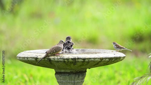 Slow motion video of a Northern Mockingbird bathing in a bird bath and while a chipping sparrow and an inca dove are spooked and fly off
