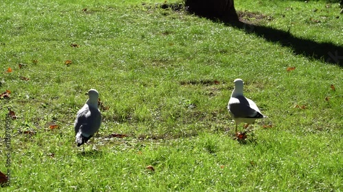 Seagulls walk on the green grass photo