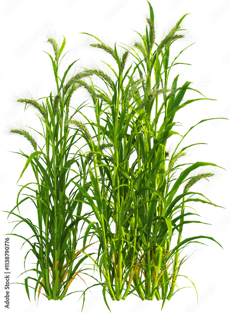 Obraz premium Side view of Hordeum plants