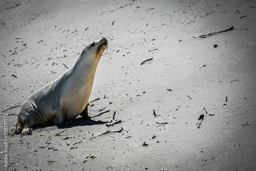 Seal Lion Posing on the Beach