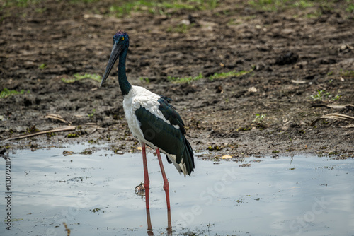 Black Necked Stork   .