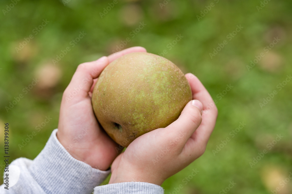 Child's hands holding a ripe, freshly picked apple outdoors. Child's hands holding a ripe, freshly picked apple outdoors.