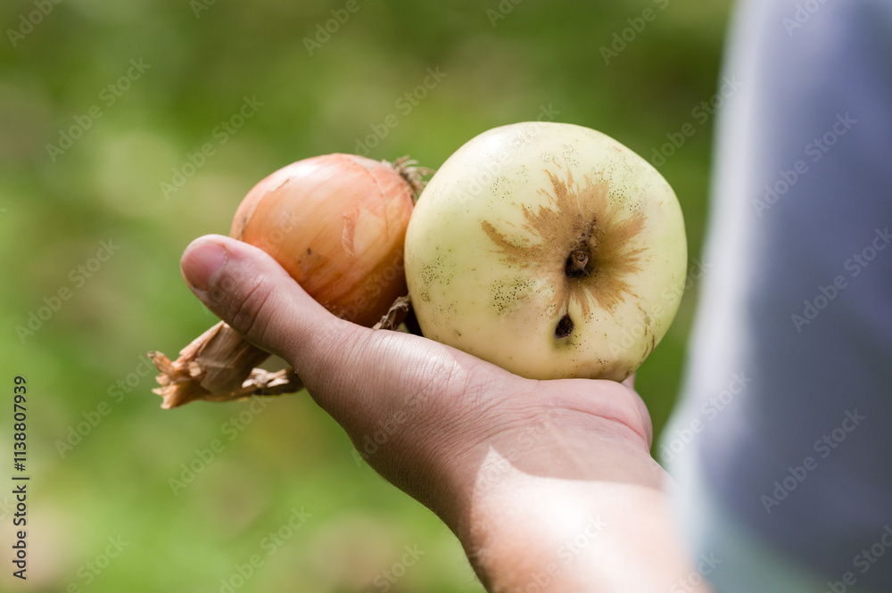 Hand holding an onion and a bruised fruit outdoors. Hand holding an onion and a bruised fruit outdoors.