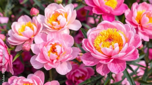 Pink peony flowers in full bloom creating a beautiful background, background, pink