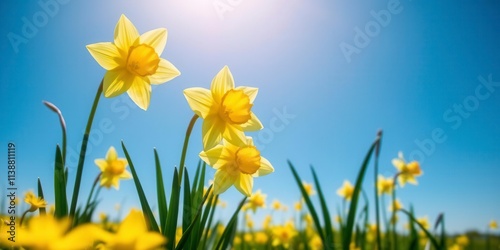 Vibrant yellow daffodil flowers bloom in a vast field under a clear blue sky  daffodil  landscape  fresh