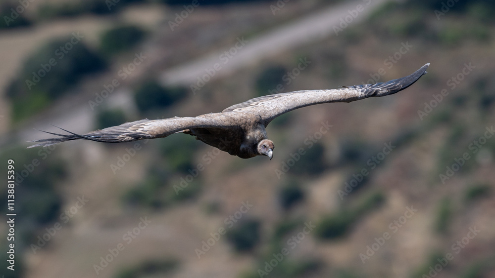 Gyps fulvus - Griffon vulture - Vautour fauve Gyps fulvus - Griffon vulture - Vautour fauve