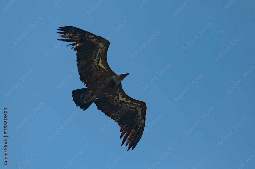 Gyps fulvus - Griffon vulture - Vautour fauve Gyps fulvus - Griffon vulture - Vautour fauve
