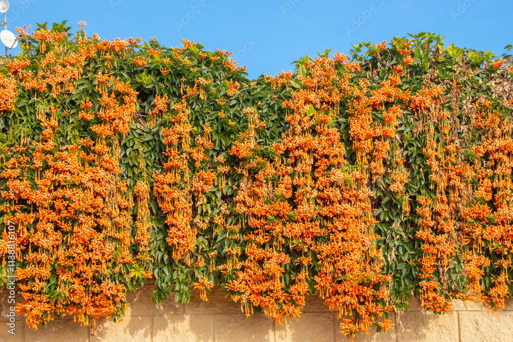 Una pared exuberante cubierta con Pyrostegia venusta, comúnmente conocida como enredadera llama o enredadera de trompeta naranja. La planta se caracteriza por sus vibrantes flores naranjas que caen en
