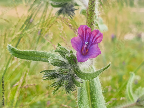 La planta echium creticum, también conocida como viborera cretense photo