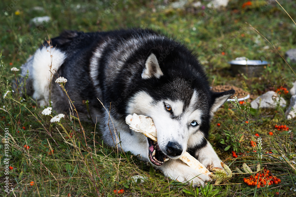 Siberian Husky enjoys a bone amongst fallen rowan berries. Siberian Husky enjoys a bone amongst fallen rowan berries.