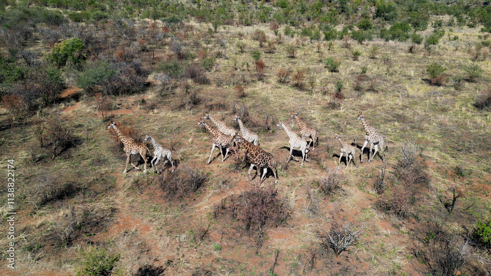 Fototapeta premium Safari Trip At Pilanesberg In National Park South Africa. Africa Safari Landscape. Wildlife Scenery. Game Drive Background. Pilanesberg At National Park South Africa. Big Five Animals.