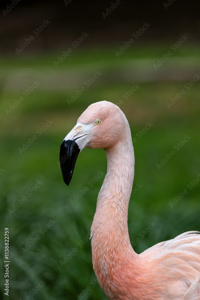 Obraz premium Chilean Flamingo (Phoenicopterus chilensis) in South America – A Stunning Pink Wader