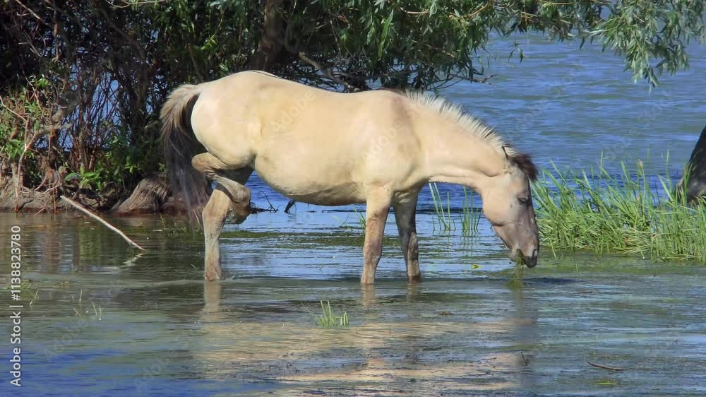 Wild Polish horse acclimatized in the Danube Delta eats algae in shallow water, close-up. Wild Polish horse acclimatized in the Danube Delta eats algae in shallow water, close-up.
