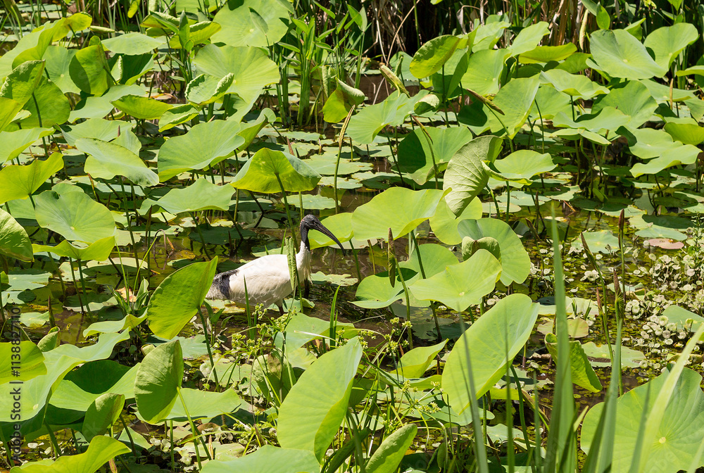 Naklejka premium Sacred Lotus lilies with an Australian White Ibis