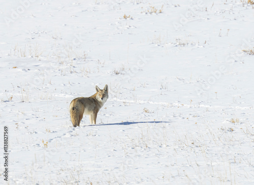 Coyote in Snow photo