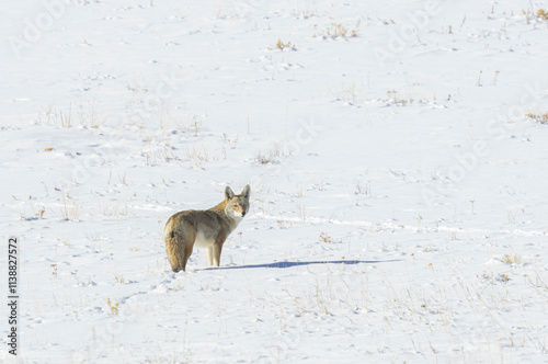 Coyote in Snow photo