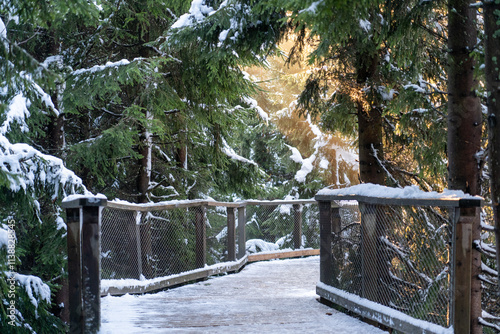 Sky Bridge 721, Lower Moravia, Czech Republic - December 1, 2024: Wooden path among pine trees in the rays of the evening sun. photo