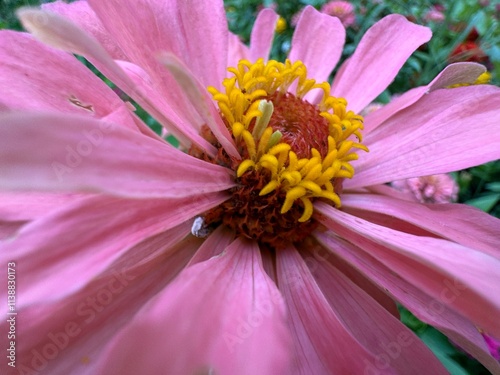 Beautiful pink dahlia flower close-up. Elegant display of pink Dahlia Pinnata flower in the garden. Family Asteraceae. Common name garden dahlia, sunflower, daisy, chrysanthemum, zinnia.
 photo