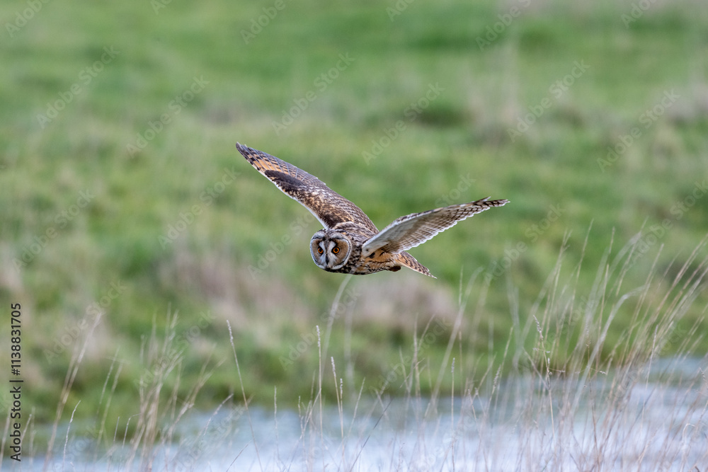oiseau, oiseau nocturne, vol, nature, rapace, rapace nocturne — free download