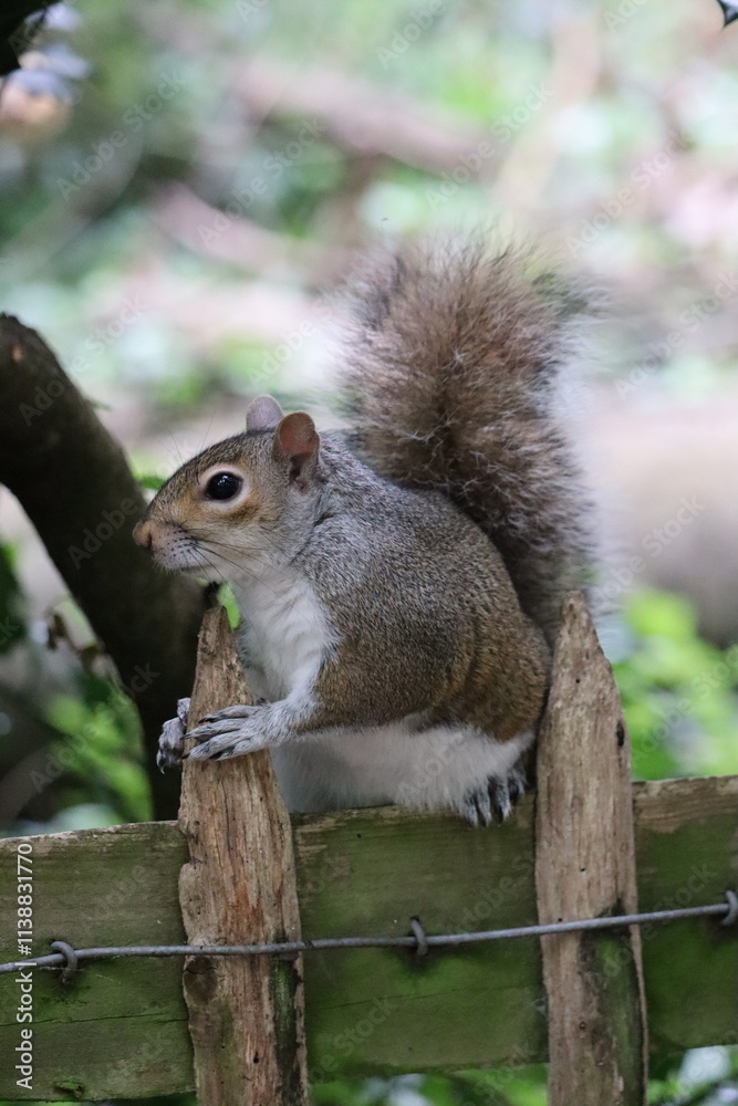 Cute small gray squirrel sitting on a fence around the Holland Park In London. Cute small gray squirrel sitting on a fence around the Holland Park In London.