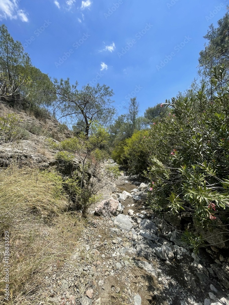 Rocky Forest Path Surrounded by Lush Greenery and Bright Blue Sky in Cyprus Rocky Forest Path Surrounded by Lush Greenery and Bright Blue Sky in Cyprus