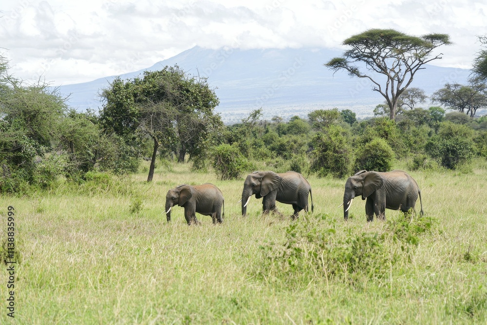 A group of elephants walking through the savanna with Mount Kilimanjaro