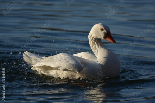 oiseau, oiseau d'eau, oiseau blanc, oiseau qui ce nettoie, oie, oiseau de mare, mare, lac , étang, oiseau qui joue dans l'eau, bec rouge, yeux bleus, 