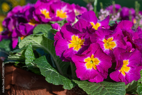 Pink polyanthus primroses in bloom