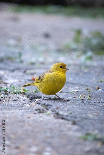 The true ground canary or ground canary (Sicalis flaveola), not to be confused with the canary or domestic canary (Serinus canaria),[2] belongs to the family Thraupidae