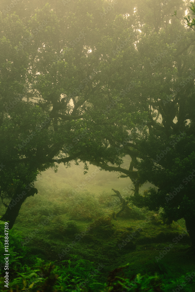 Fototapeta premium morning in the forest