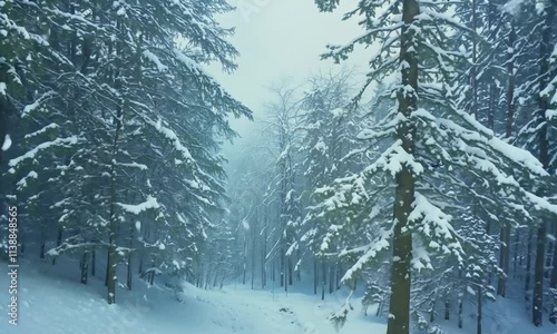Wallpaper Mural Snow-covered forest with tall trees in a serene winter landscape. Torontodigital.ca