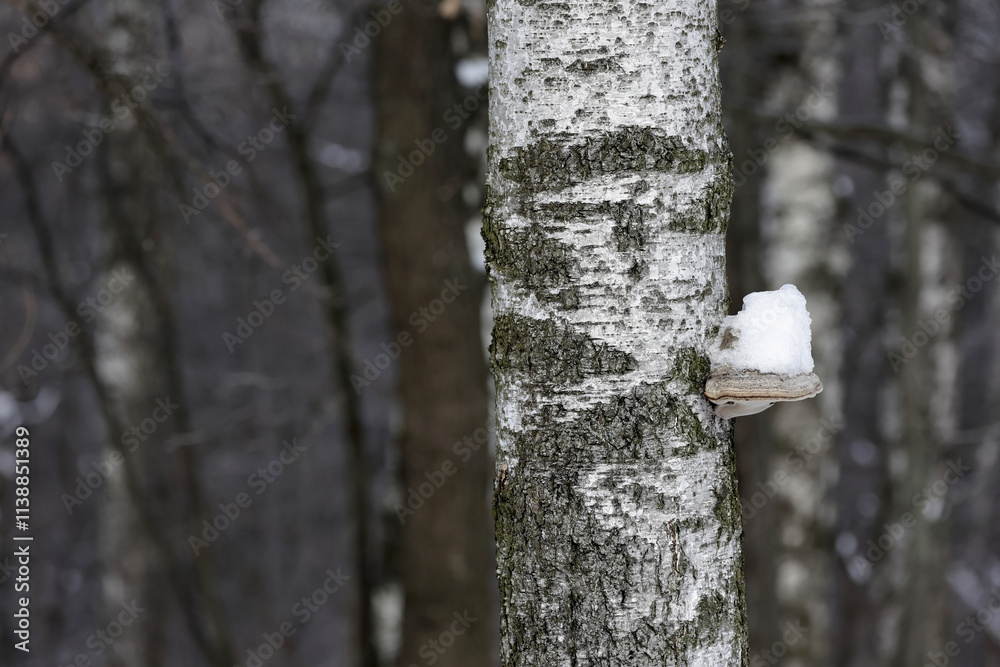 A Close-Up Of A Birch Tree With Snow-Covered Fungus In A Serene Winter Forest. The Tranquil Scene Captures The Quiet Beauty Of Nature During The Colder Months. A Close-Up Of A Birch Tree With Snow-Covered Fungus In A Serene Winter Forest. The Tranquil Scene Captures The Quiet Beauty Of Nature During The Colder Months.