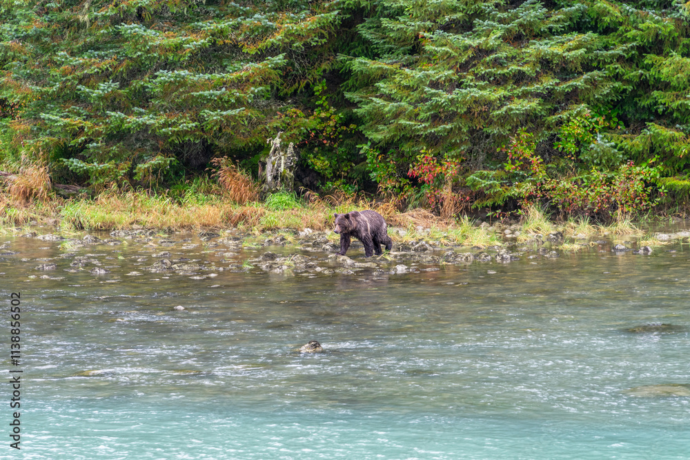 A brown bear walking on the shore of the Chilkoot Lake near Haines, Alaska A brown bear walking on the shore of the Chilkoot Lake near Haines, Alaska