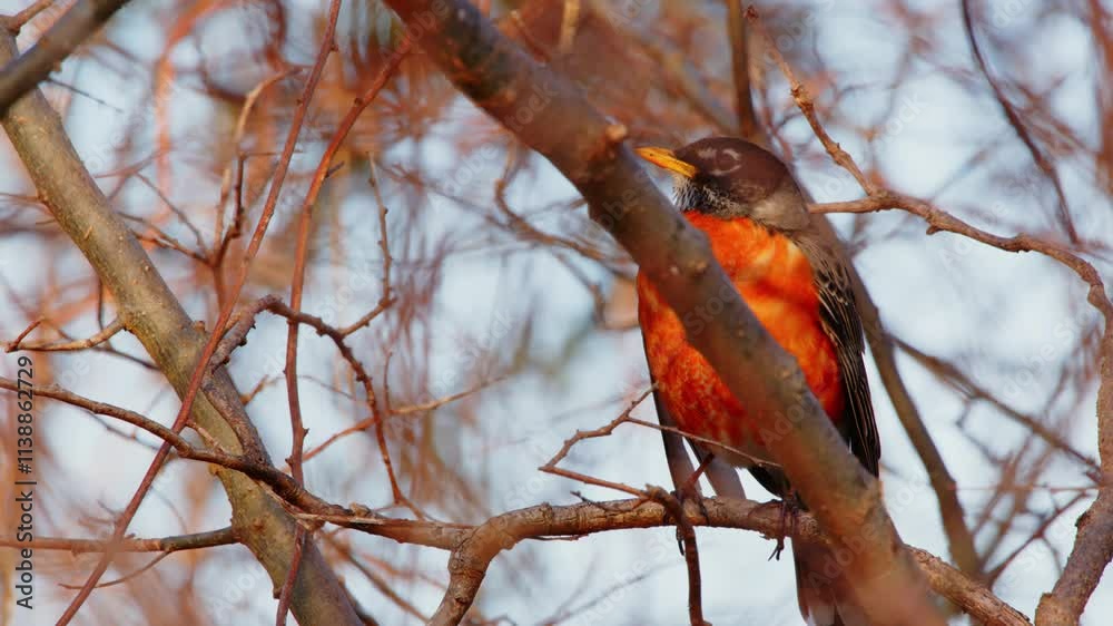 The American robin (Turdus migratorius) is a migratory songbird. Also known as the North American robin, it belongs in the thrush family, Turdidae. The American robin (Turdus migratorius) is a migratory songbird. Also known as the North American robin, it belongs in the thrush family, Turdidae.