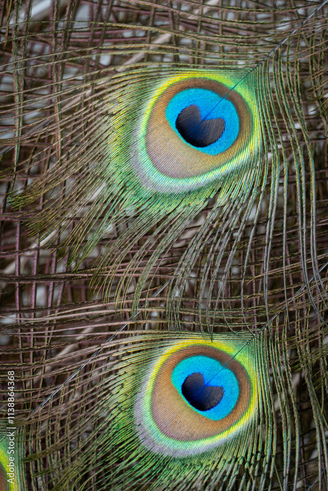 Obraz premium peacock feather close up