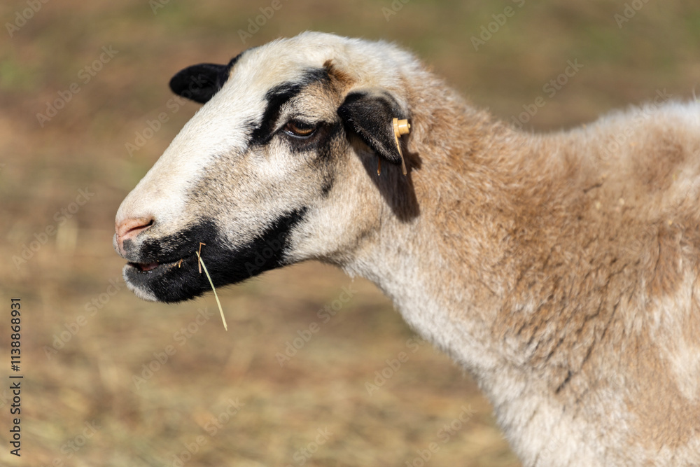 Obraz premium sheep and lamb