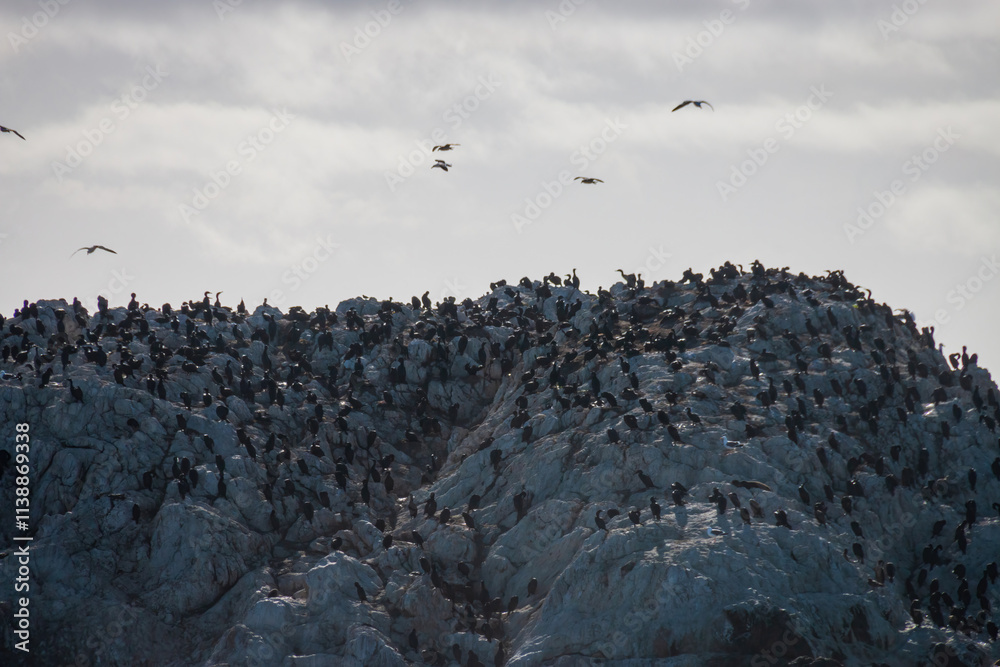 Close-up of Bird Rock in the Pacific Ocean with seagulls and Brandt's cormorants in Pebble Beach, California, USA against cloudy sky