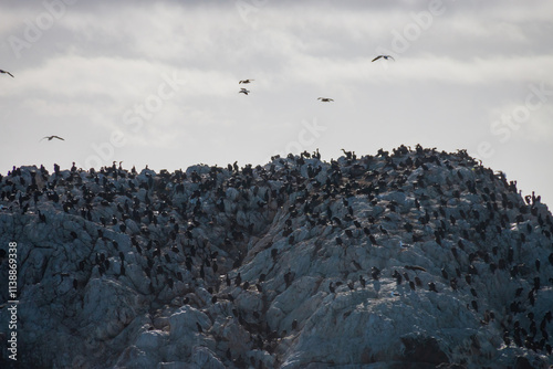 Obraz na płótnie Close-up of Bird Rock in the Pacific Ocean with seagulls and Brandt's cormorants in Pebble Beach, California, USA against cloudy sky w salonie